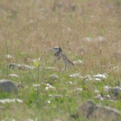 Epthianura albifrons (White-fronted Chat) at Lake George, NSW - 22 Oct 2021 by tom.tomward@gmail.com