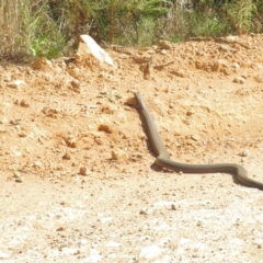 Pseudonaja textilis (Eastern Brown Snake) at Cotter River, ACT - 31 Oct 2021 by BenW