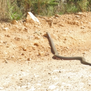 Pseudonaja textilis at Cotter River, ACT - 31 Oct 2021