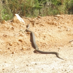 Pseudonaja textilis at Cotter River, ACT - 31 Oct 2021 09:48 AM