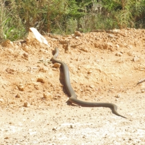 Pseudonaja textilis at Cotter River, ACT - 31 Oct 2021