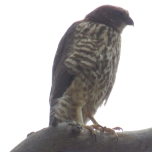 Accipiter fasciatus at Acton, ACT - 28 Nov 2021