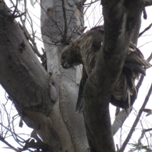 Accipiter fasciatus at Acton, ACT - 28 Nov 2021