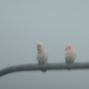 Cacatua tenuirostris at Coombs, ACT - 21 Nov 2021