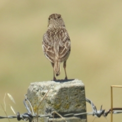 Mirafra javanica (Singing Bushlark) at Wallaroo, NSW - 10 Jan 2022 by tom.tomward@gmail.com