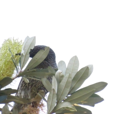 Anthochaera chrysoptera (Little Wattlebird) at Berrara, NSW - 4 Jul 2020 by BenW