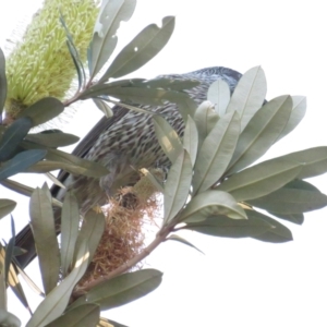 Anthochaera chrysoptera at Berrara, NSW - 4 Jul 2020