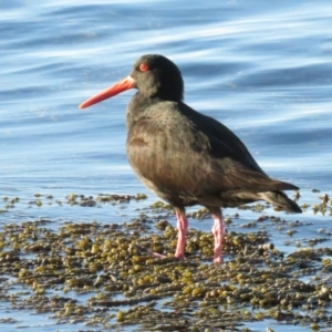 Haematopus fuliginosus at Hyams Beach, NSW - suppressed