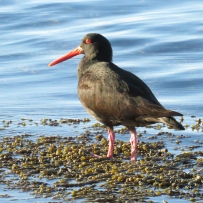 Haematopus fuliginosus (Sooty Oystercatcher) at Hyams Beach, NSW - 5 Jul 2020 by TomW