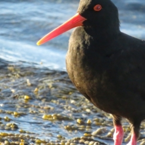 Haematopus fuliginosus at Hyams Beach, NSW - suppressed