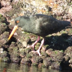 Haematopus fuliginosus at Hyams Beach, NSW - suppressed