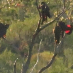 Calyptorhynchus lathami lathami (Glossy Black-Cockatoo) at Vincentia, NSW - 6 Jul 2020 by BenW
