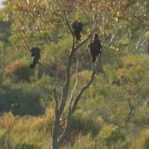 Calyptorhynchus lathami lathami at Vincentia, NSW - suppressed