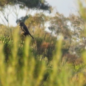 Calyptorhynchus lathami lathami at Vincentia, NSW - suppressed