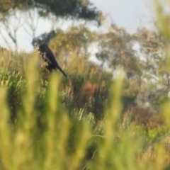 Calyptorhynchus lathami at Vincentia, NSW - 6 Jul 2020