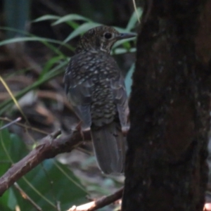 Zoothera lunulata at Jervis Bay, JBT - 6 Jul 2020