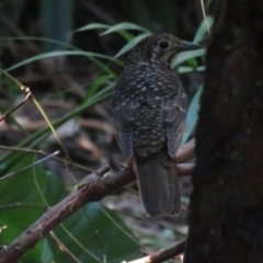 Zoothera lunulata at Jervis Bay, JBT - 6 Jul 2020