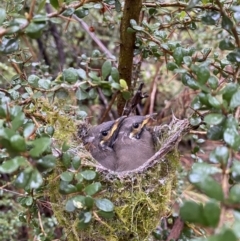 Caligavis chrysops (Yellow-faced Honeyeater) at Tidbinbilla Nature Reserve - 25 Feb 2022 by SophieB96