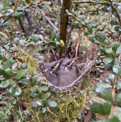 Caligavis chrysops (Yellow-faced Honeyeater) at Tidbinbilla Nature Reserve - 25 Feb 2022 by SophieB96