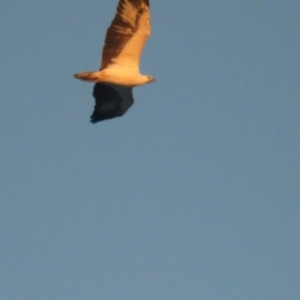 Haliaeetus leucogaster at Jervis Bay, JBT - 6 Jul 2020