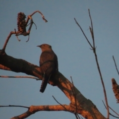 Cacomantis flabelliformis (Fan-tailed Cuckoo) at Jervis Bay, JBT - 6 Jul 2020 by BenW