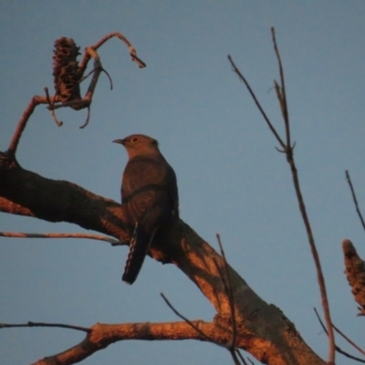 Cacomantis flabelliformis (Fan-tailed Cuckoo) at Jervis Bay, JBT - 6 Jul 2020 by tom.tomward@gmail.com