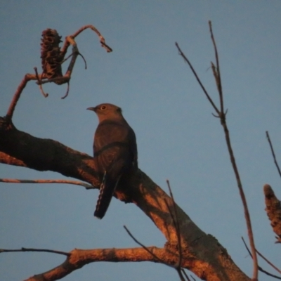 Cacomantis flabelliformis (Fan-tailed Cuckoo) at Jervis Bay, JBT - 6 Jul 2020 by BenW