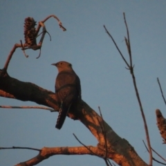 Cacomantis flabelliformis (Fan-tailed Cuckoo) at Booderee National Park - 6 Jul 2020 by tom.tomward@gmail.com
