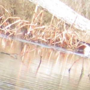 Spatula clypeata at Fyshwick, ACT - 25 Jul 2020