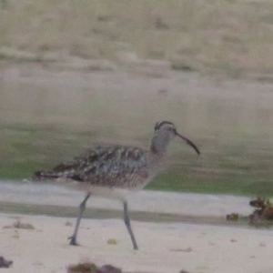 Numenius phaeopus at Dolphin Point, NSW - 15 Dec 2020