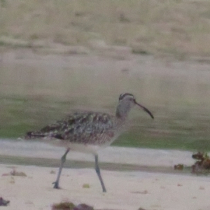 Numenius phaeopus at Dolphin Point, NSW - 15 Dec 2020 06:31 AM