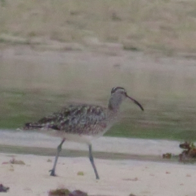 Numenius phaeopus (Whimbrel) at Wairo Beach and Dolphin Point - 15 Dec 2020 by BenW