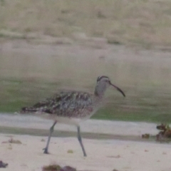 Numenius phaeopus (Whimbrel) at Dolphin Point, NSW - 14 Dec 2020 by tom.tomward@gmail.com