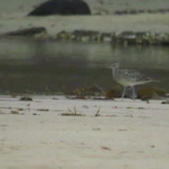 Numenius phaeopus at Dolphin Point, NSW - 15 Dec 2020