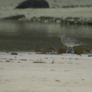 Numenius phaeopus at Dolphin Point, NSW - 15 Dec 2020 06:31 AM