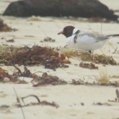 Charadrius rubricollis (Hooded Plover) at Ulladulla, NSW - 15 Dec 2020 by tom.tomward@gmail.com
