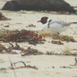 Charadrius rubricollis at suppressed - 15 Dec 2020