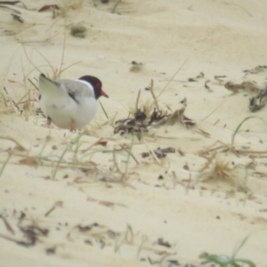 Charadrius rubricollis at suppressed - 15 Dec 2020