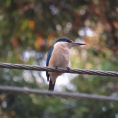 Todiramphus sanctus (Sacred Kingfisher) at Pambula, NSW - 1 Jan 2021 by BenW