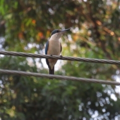 Todiramphus sanctus at Pambula, NSW - 1 Jan 2021