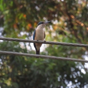 Todiramphus sanctus at Pambula, NSW - 1 Jan 2021