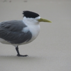 Thalasseus bergii (Crested Tern) at Pambula Beach, NSW - 1 Jan 2021 by tom.tomward@gmail.com