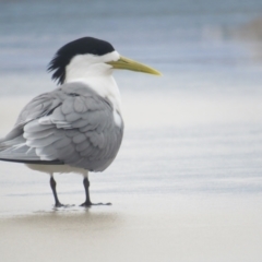 Thalasseus bergii at Pambula Beach, NSW - 1 Jan 2021