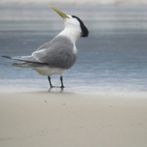 Thalasseus bergii at Pambula Beach, NSW - 1 Jan 2021