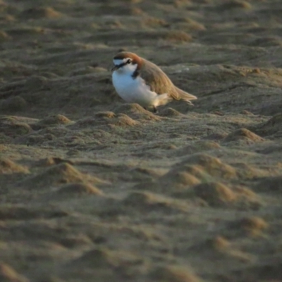 Anarhynchus ruficapillus (Red-capped Plover) at Tathra, NSW - 1 Jan 2021 by tom.tomward@gmail.com