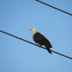 Columba leucomela (White-headed Pigeon) at Tathra, NSW - 2 Jan 2021 by BenW