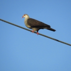 Columba leucomela at Tathra, NSW - 2 Jan 2021 06:23 AM