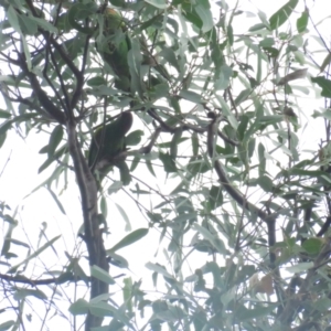 Glossopsitta concinna at Eden, NSW - 2 Jan 2021