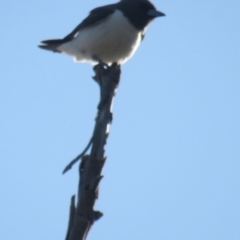 Artamus leucorynchus (White-breasted Woodswallow) at Narrawallee, NSW - 11 Dec 2021 by BenW