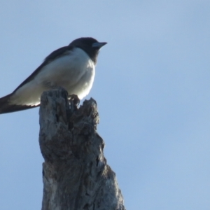 Artamus leucorynchus at Narrawallee, NSW - 11 Dec 2021 07:51 AM